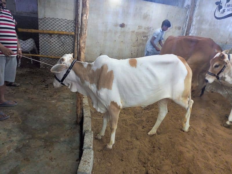 Cattles for Qurbani 0