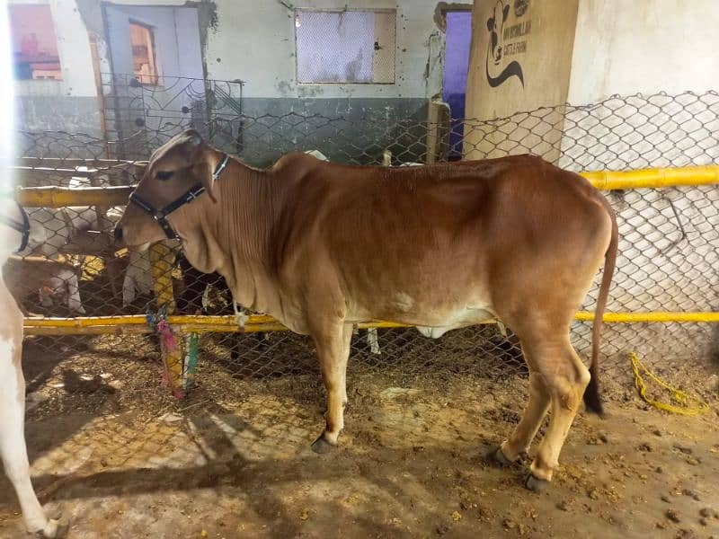 Cattles for Qurbani 1