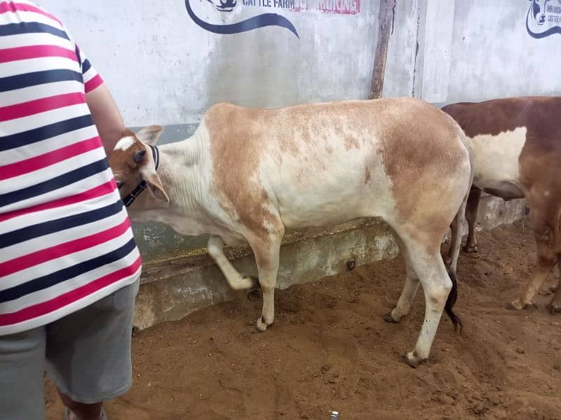 Cattles for Qurbani 2