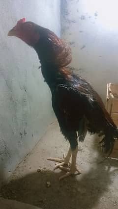 Breader Aseel Murgha for Sale
