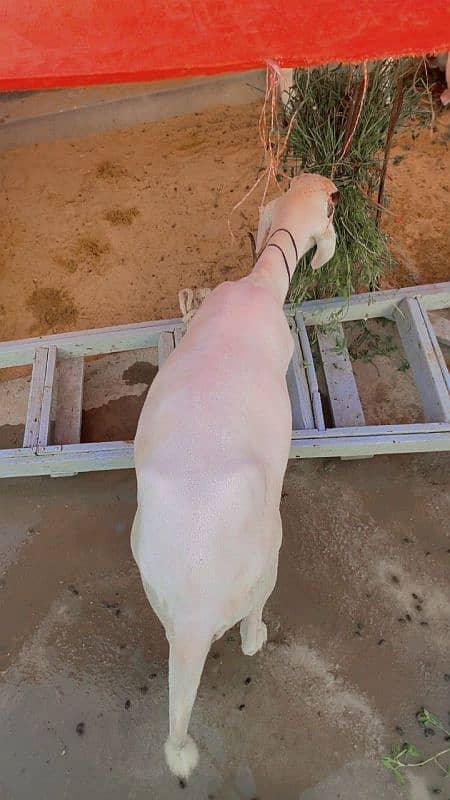 dumba for sale 1