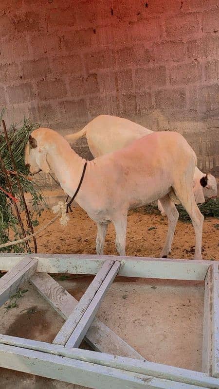 dumba for sale 2