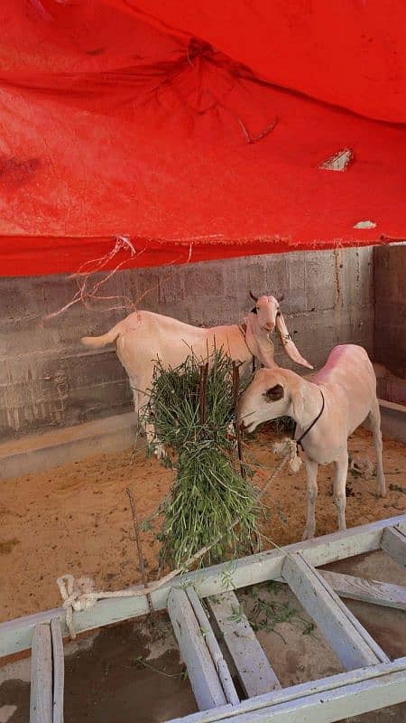 dumba for sale 4