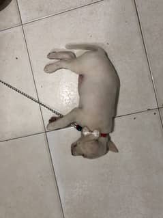 Labrador Dog
