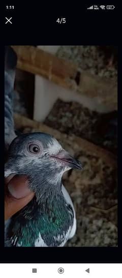 kabootar