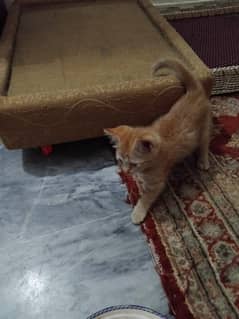 3 kittens for 5k