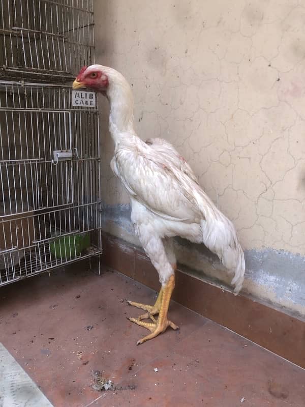 king shamo heera patha 3