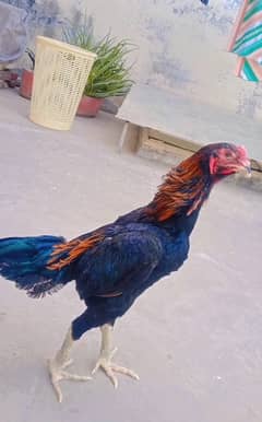 Thai Aseel