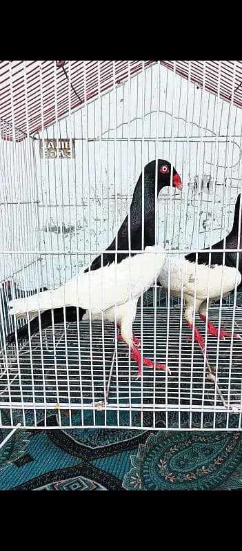 black magpai Danish bredar pyar 0