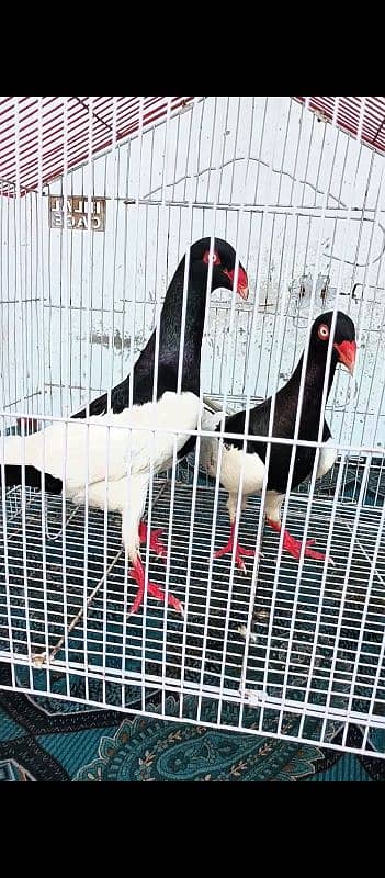 black magpai Danish bredar pyar 1