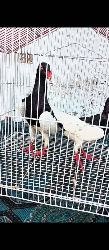 black magpai Danish bredar pyar 2