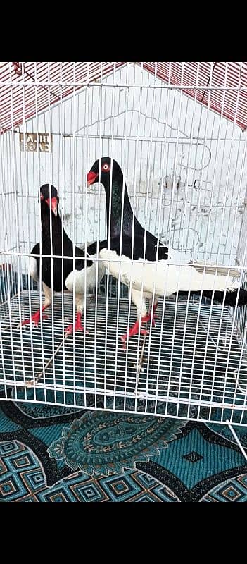 black magpai Danish bredar pyar 3