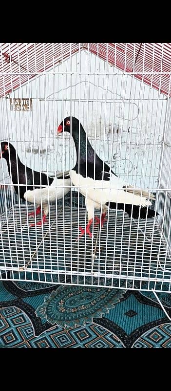 black magpai Danish bredar pyar 4
