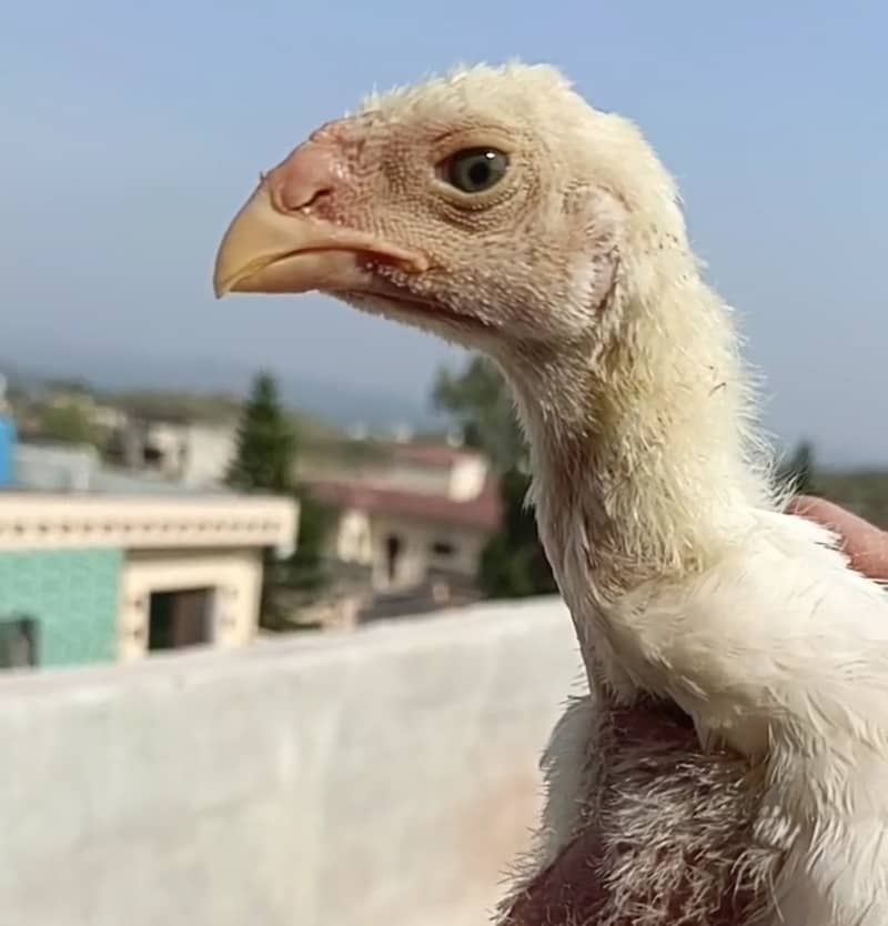 King  O Shamo|Top Quality Breeders| Top Quality Chicks|Cargo Available 0