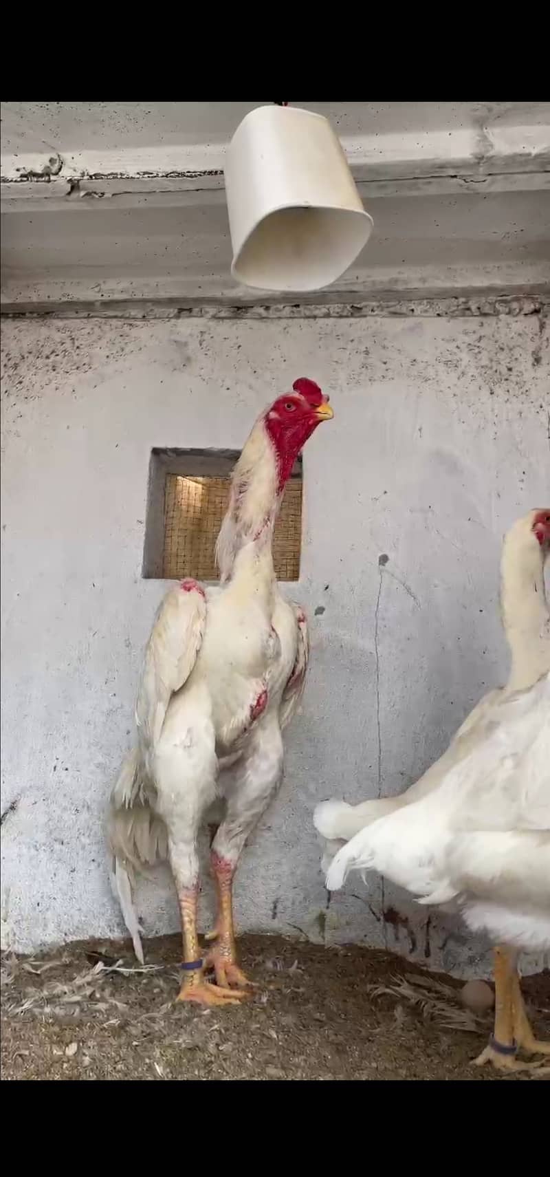 King  O Shamo|Top Quality Breeders| Top Quality Chicks|Cargo Available 1