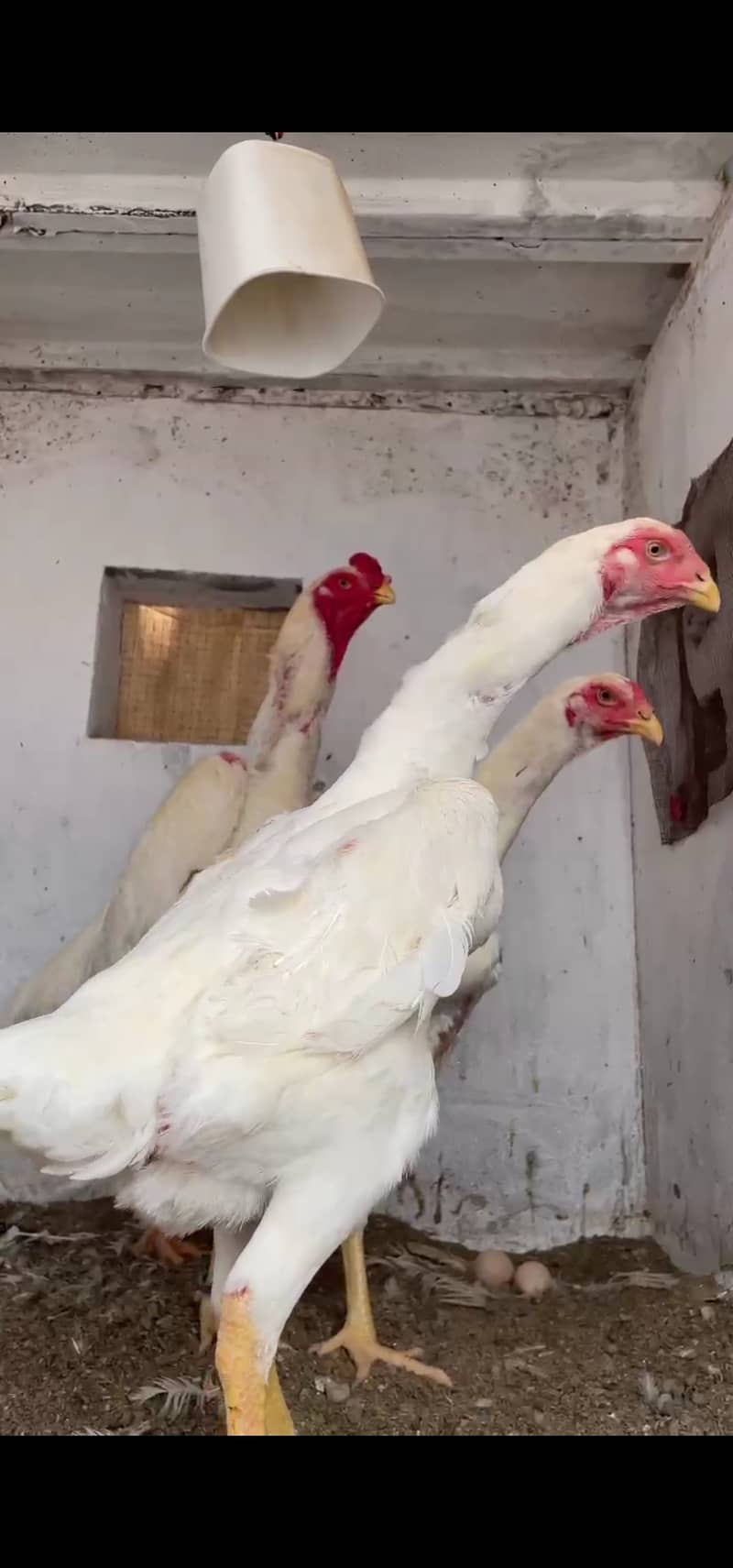 King  O Shamo|Top Quality Breeders| Top Quality Chicks|Cargo Available 2
