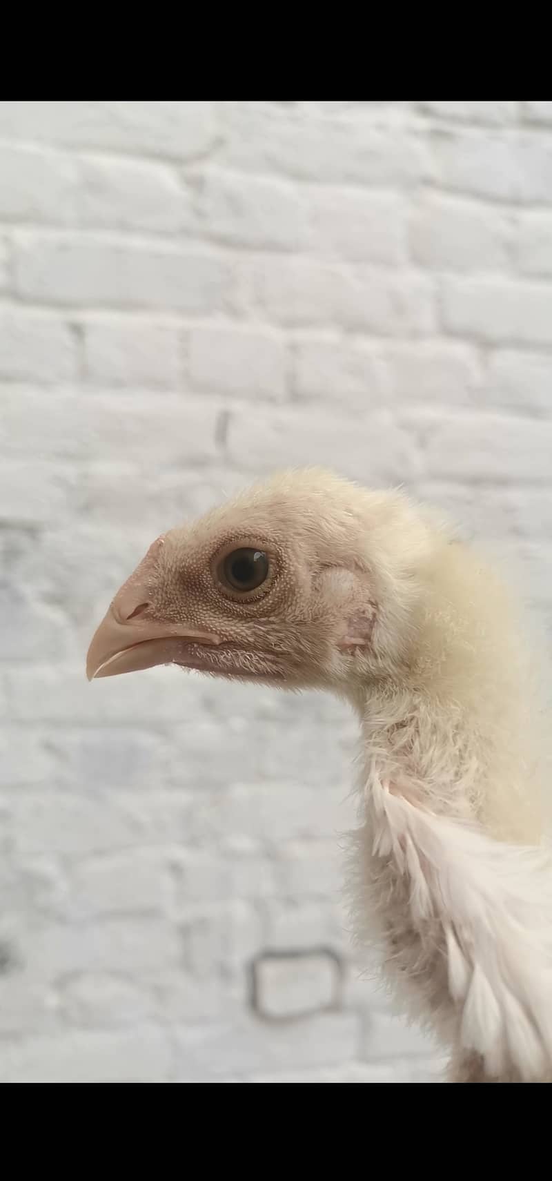 King  O Shamo|Top Quality Breeders| Top Quality Chicks|Cargo Available 3