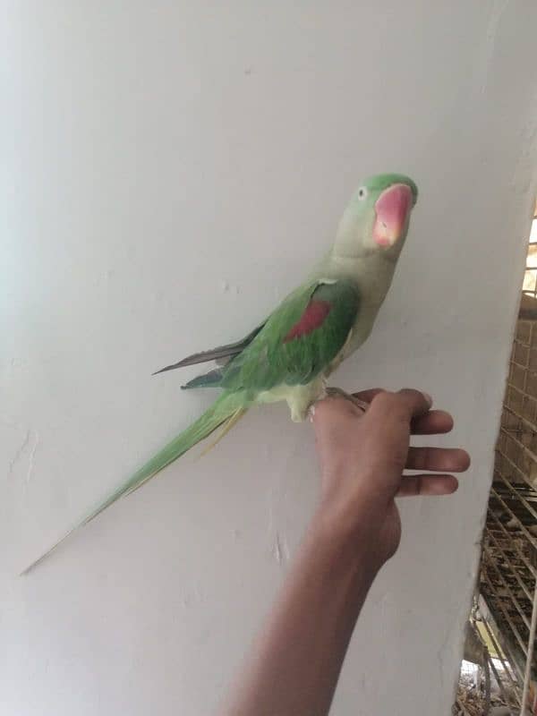 raw parrot hand tame and talking 1