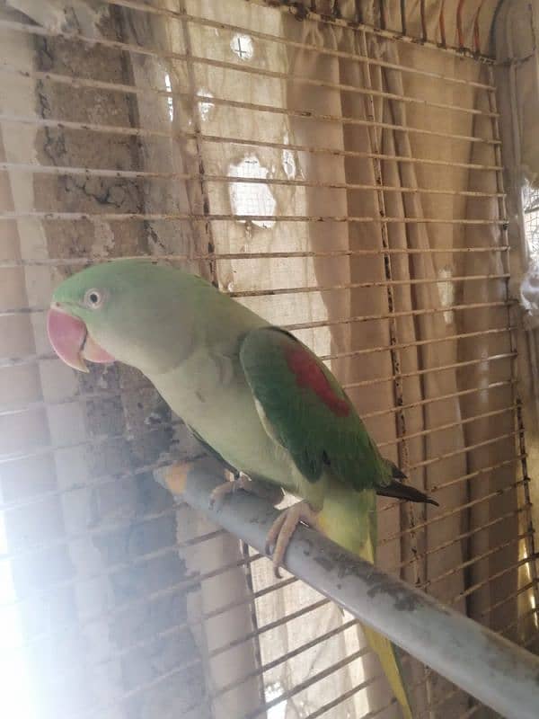 raw parrot hand tame and talking 2