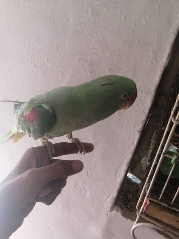 raw parrot hand tame and talking 3