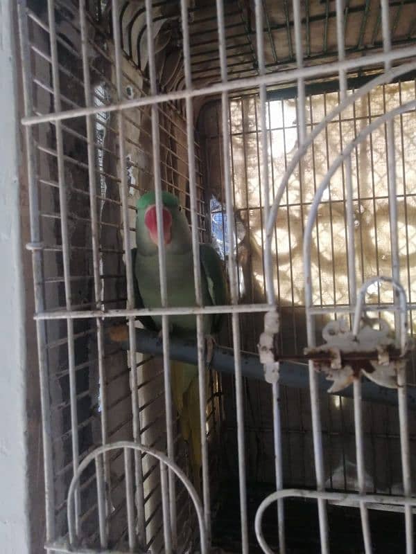 raw parrot hand tame and talking 5