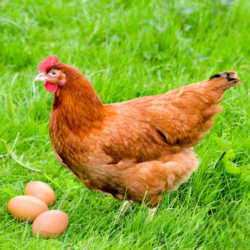 Healthy Aseel Sindhi Rooster with 2 Active Sindhi Hens 0