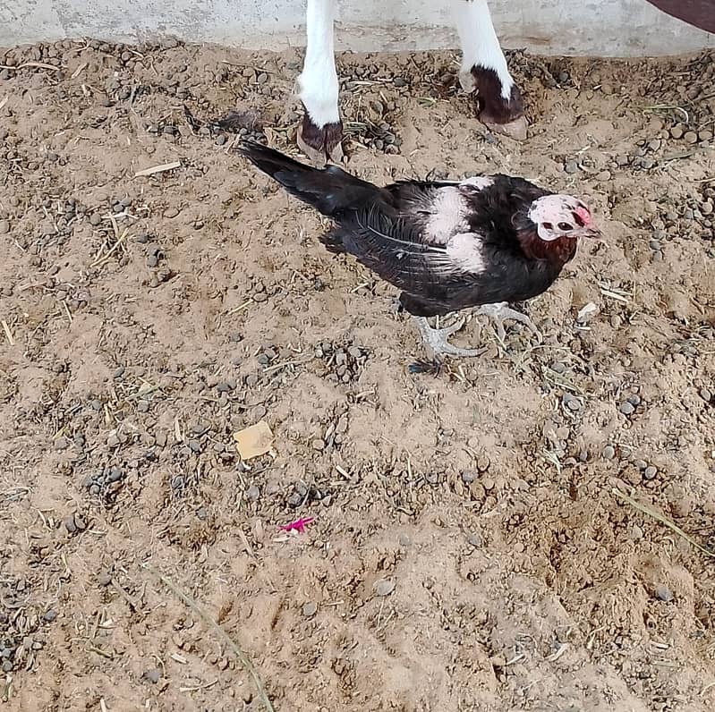 Healthy Aseel Sindhi Rooster with 2 Active Sindhi Hens 1