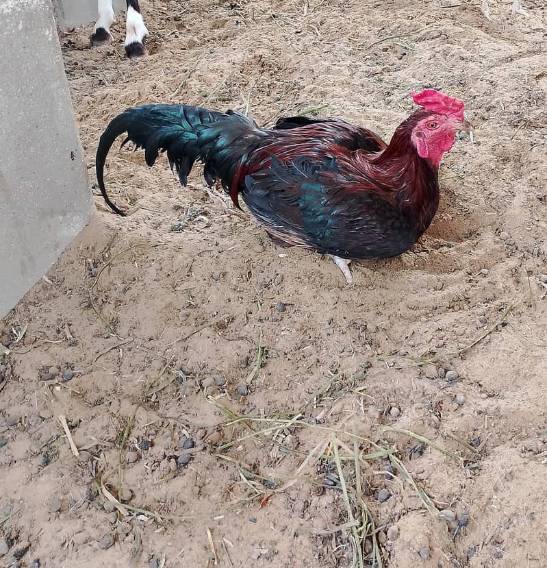 Healthy Aseel Sindhi Rooster with 2 Active Sindhi Hens 2