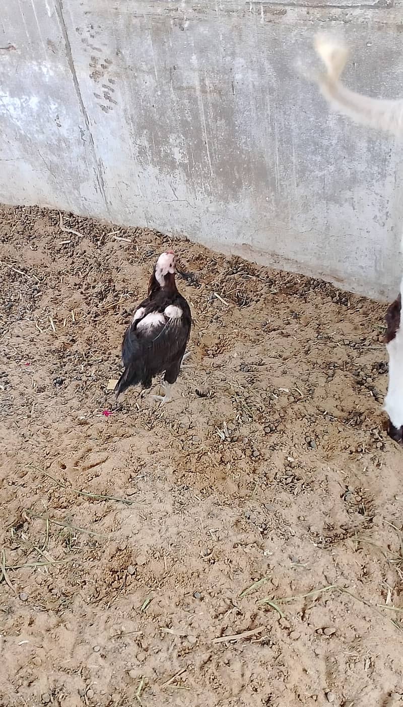 Healthy Aseel Sindhi Rooster with 2 Active Sindhi Hens 3