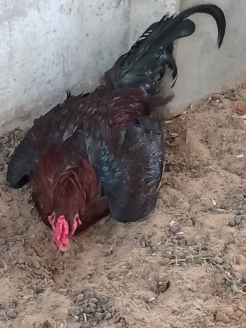 Healthy Aseel Sindhi Rooster with 2 Active Sindhi Hens 4