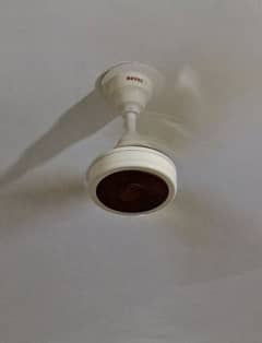 fan