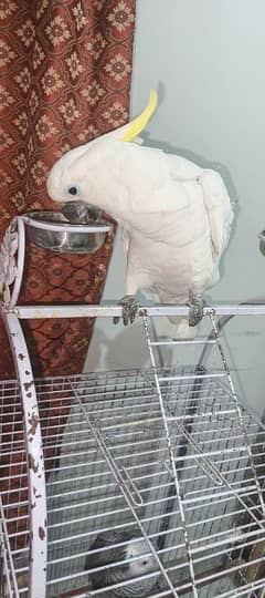 cockatoo