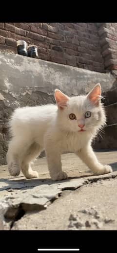 persion Female Cat 2 Colour Eyes
