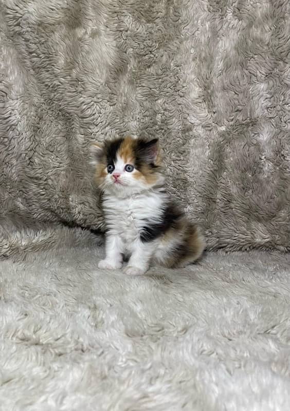 kittens for sale 1