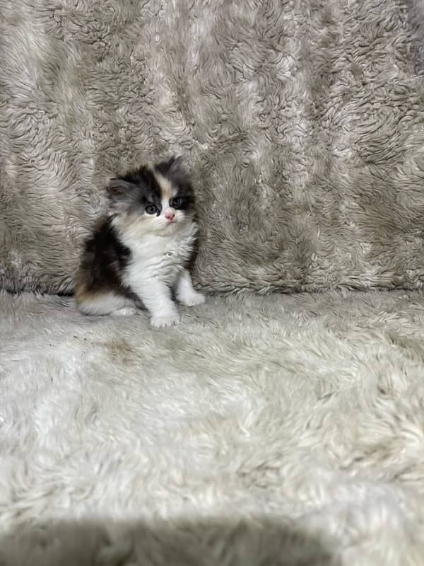 kittens for sale 5