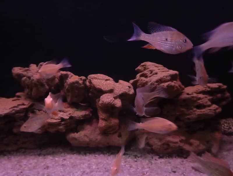 GREEN HECKLI & RED HEAD TAPAJOS FOR SELL 6