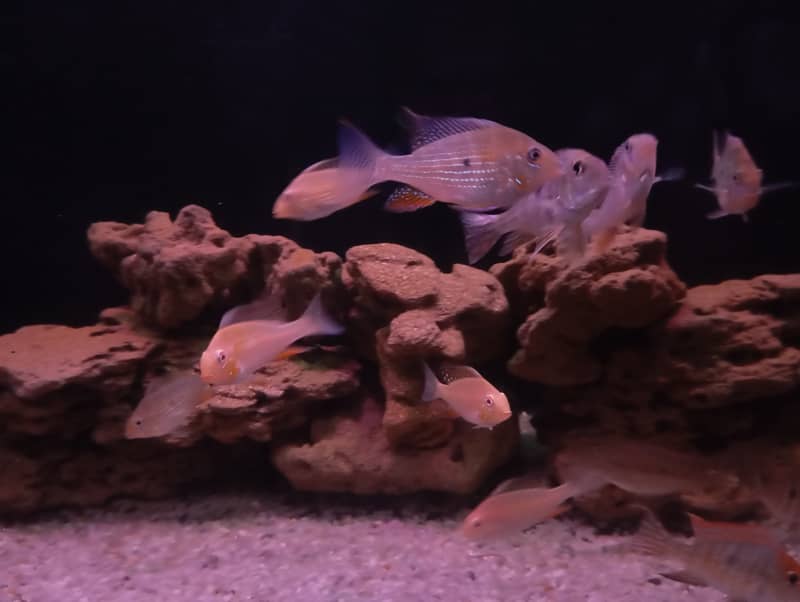 GREEN HECKLI & RED HEAD TAPAJOS FOR SELL 7