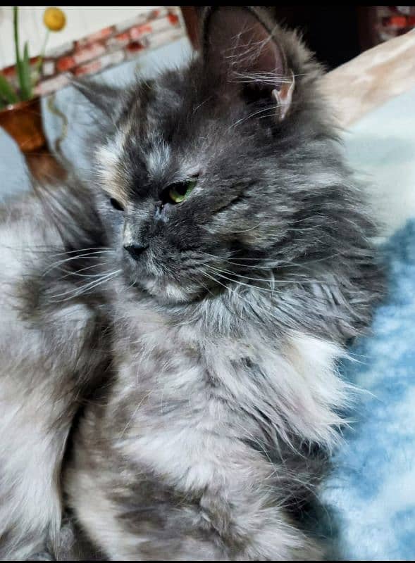 1 year, triple coat 0