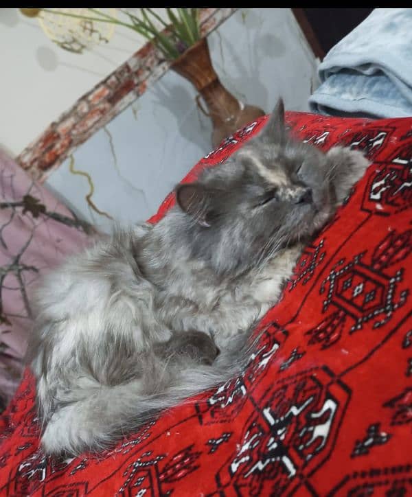 1 year, triple coat 3