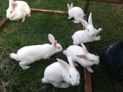 PURE NEW ZEALAND WHITE RABBITS PAIR FOR SALE