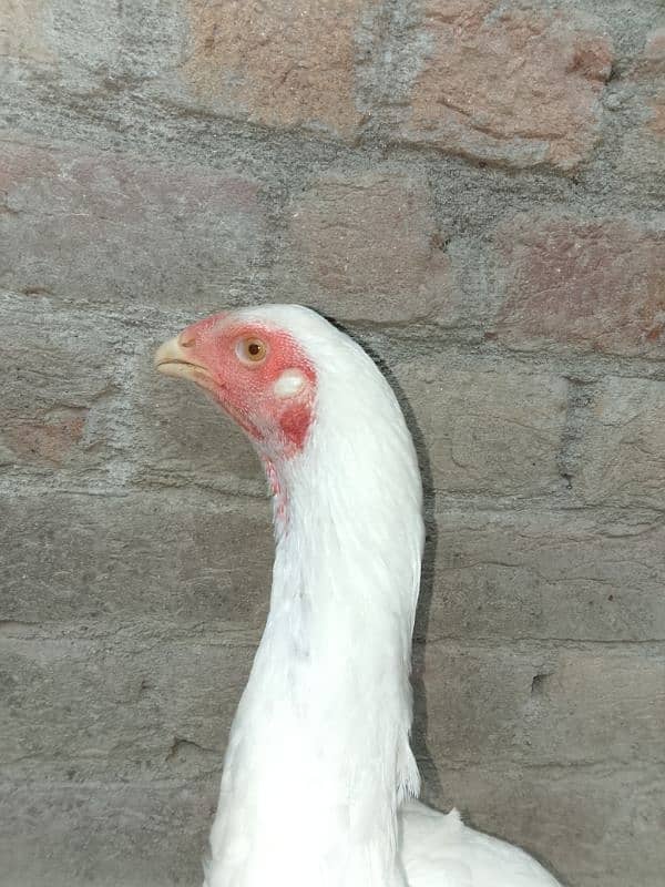white German king O Shamo 3