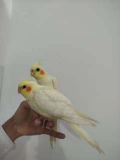 Females Proper Handtamed Red eyes Cocktail For Sale