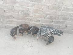 7 Aseel chicks and Madi for sale ?