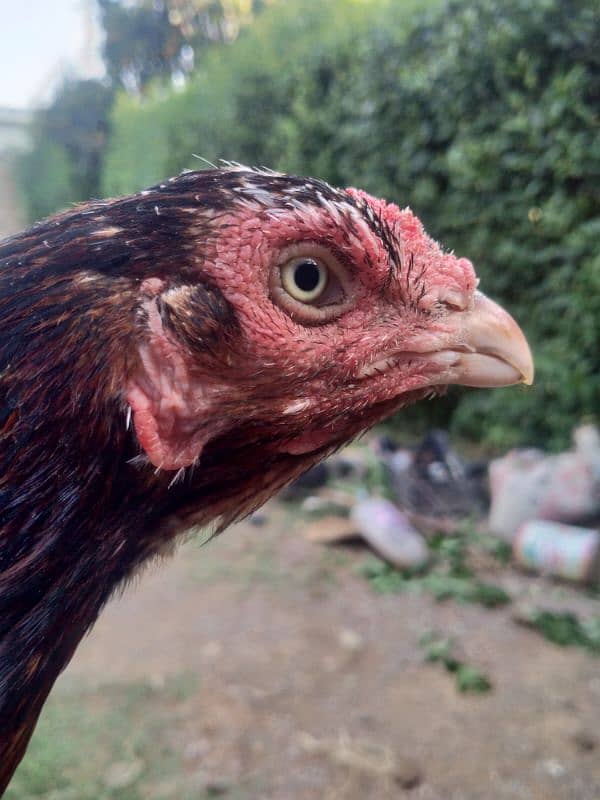 Aseel Amroha cross hen kurak madi 0
