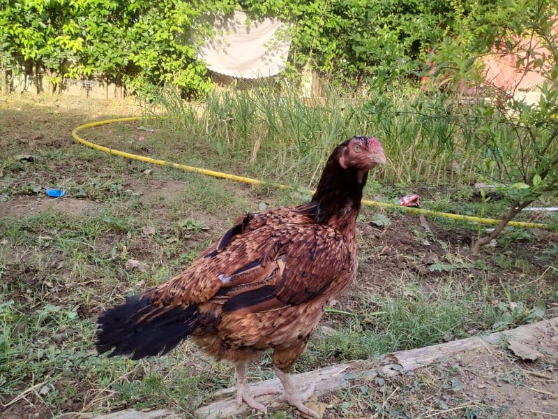 Aseel Amroha cross hen kurak madi 2