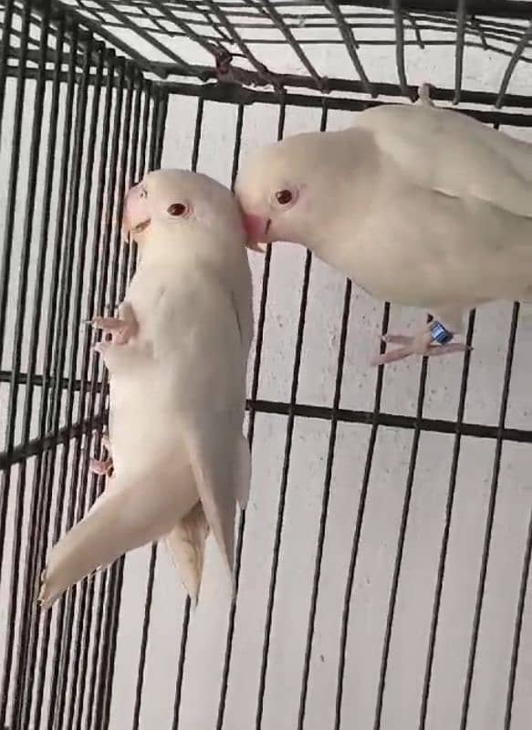 Albino red eye cremino creamino lovebirds, love birds 2