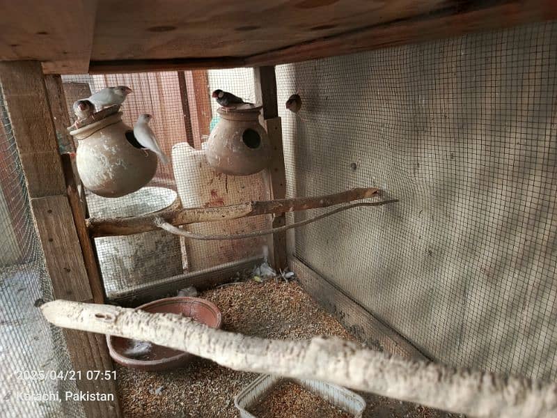turkey pairs chicks lovebirds with eggsjava pair 9