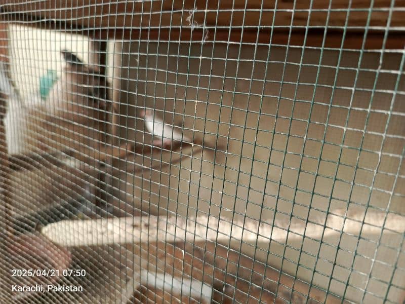 turkey pairs chicks lovebirds with eggsjava pair 10