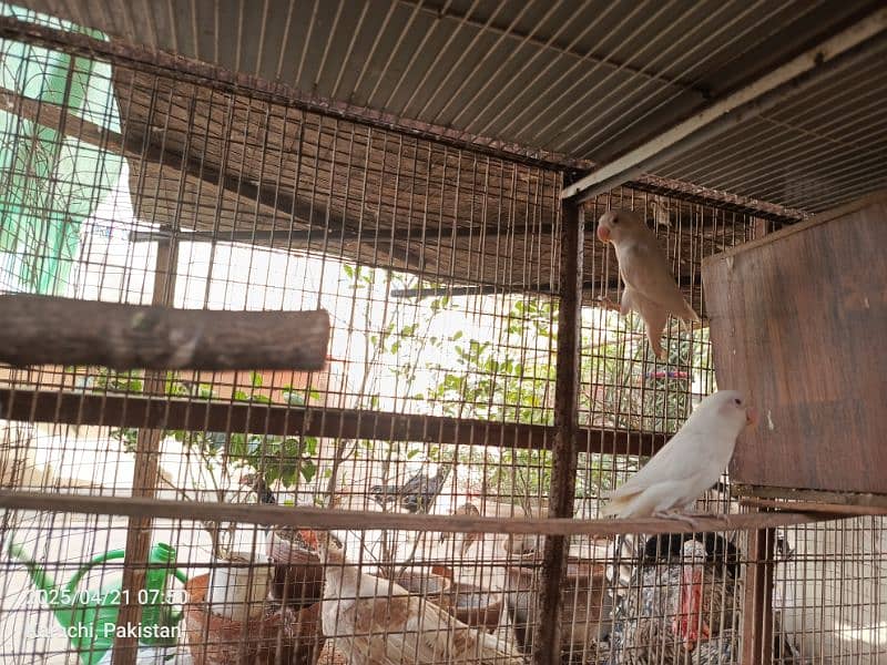 turkey pairs chicks lovebirds with eggsjava pair 11