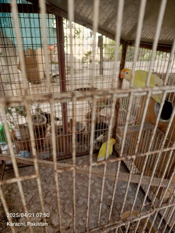 turkey pairs chicks lovebirds with eggsjava pair 12